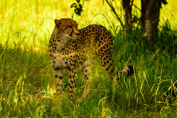 African cheetah, Masai Mara National Park, Kenya, Africa. Cat in nature habitat. Greeting of cats (Acinonyx jubatus)