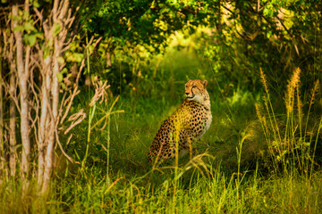 African cheetah, Masai Mara National Park, Kenya, Africa. Cat in nature habitat. Greeting of cats (Acinonyx jubatus)