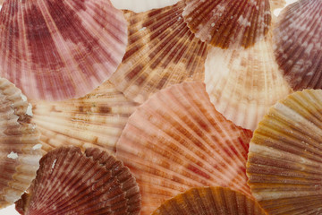 Obraz premium scallop shell background. sea scallop ( Pectinidae) sink background. Closeup of seashells background. lots of scallop sea shells 