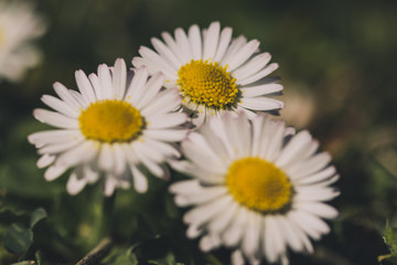 Three daisy flowers in bloom close up on a flower bed