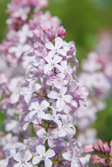 Lilac flowers Spring time close up Outdoor Park