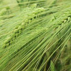 just before the harvest, ripe grain on the field