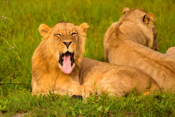 Mighty Lion watching the lionesses who are ready for the hunt in Masai Mara, Kenya (Panthera leo)	