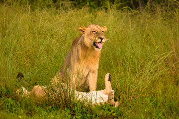 Mighty Lion watching the lionesses who are ready for the hunt in Masai Mara, Kenya (Panthera leo)	