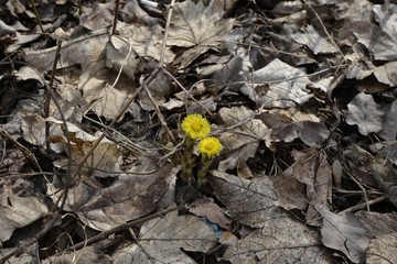 Мать-Мачеха на фоне старой листвы в парке