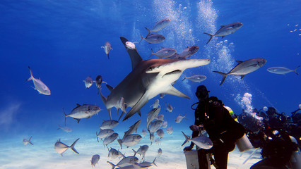 Portrait of a diver giving food to a hammerhead shark - obrazy, fototapety, plakaty