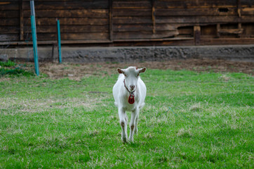 Obraz premium ヤギ