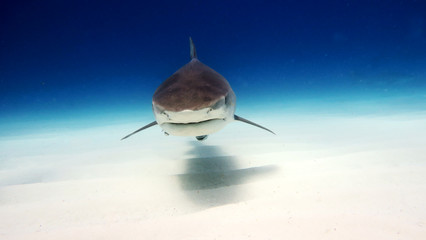 Portrait of a shark swimming in the ocean. Concept: Holidays, nature, traveling
