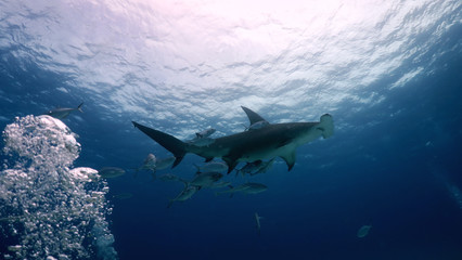 Fototapeta premium Portrait of a shark swimming in the ocean. Concept: Holidays, nature, traveling