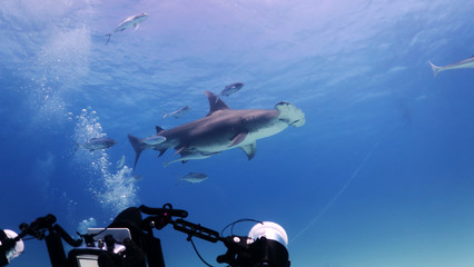 Portrait of a diver while he is filming a hammerhead shark. Concept: Nature, holidays, passion - obrazy, fototapety, plakaty