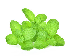 mint leaf on white background