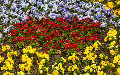 Obraz premium Blumenmeer