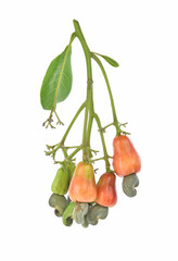 red cashew fruit isolated on white background
