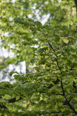 Fresh green leaves of beech.