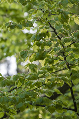 Fresh green leaves of beech.
