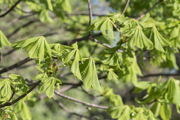 Fototapeta na wymiar Fresh green chestnut leaves.