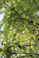 Fresh green needle larch.