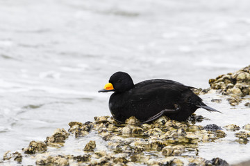 クロガモ(Black scoter)