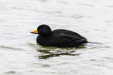 クロガモ(Black scoter)