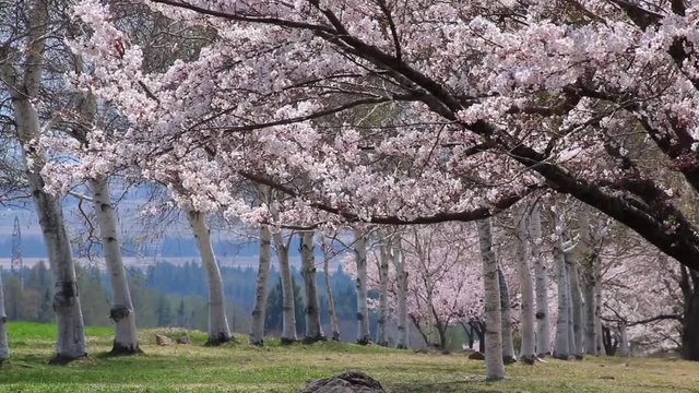 春の町営牧場・猪苗代町（動画）