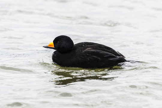 クロガモ(Black Scoter)