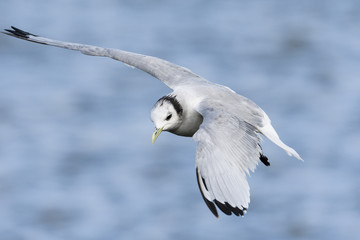 Black-legged kittiwake (Rissa tridactyla)