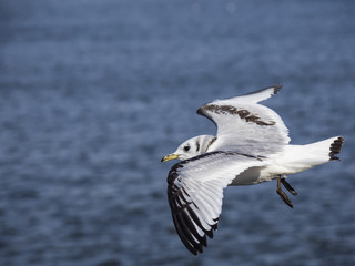ミツユビカモメ幼鳥(Black-legged kittiwake)