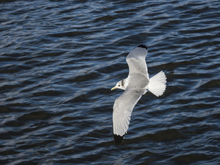 Black-legged kittiwake (Rissa tridactyla)