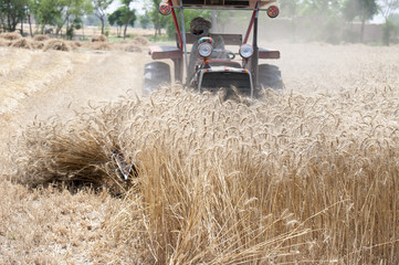 Wheat crop harvesting with Tractor powered reaper