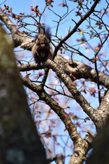 桜の木にエゾリス