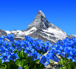 Beautiful mountain Matterhorn with blooming gentian, Pennine Alps, Switzerland.