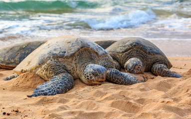 Endangered Hawaiian Green Sea Turtles on the beach at North Shore Oahu Hawaii