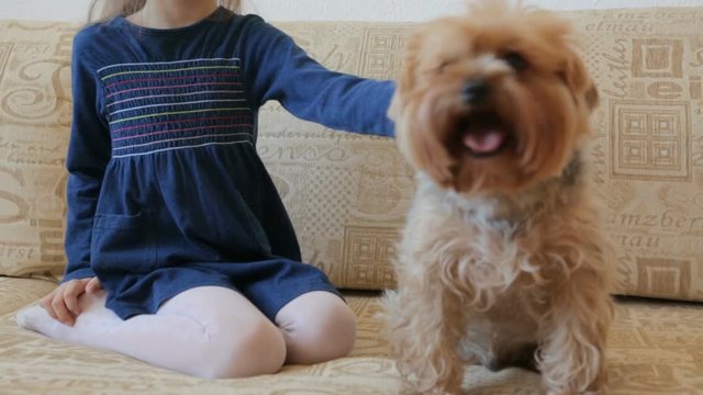 Little girl stroking dog on couch