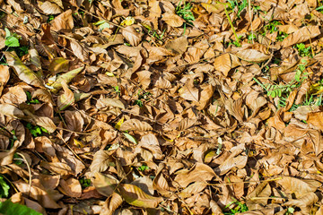 Dead fallen leaves