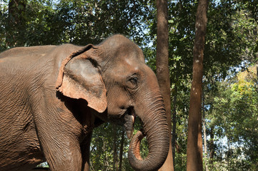 Sen Monorom Cambodia, wet asiatic elephant covered in red mud
