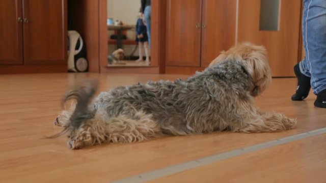 Yorkshire terrier resting on floor