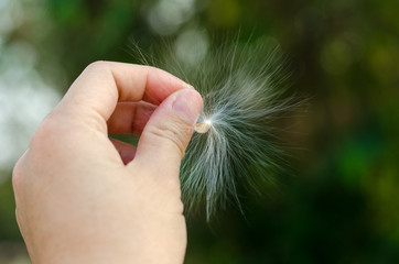seed of Wrightia arborea plant blown away by the wind in hand