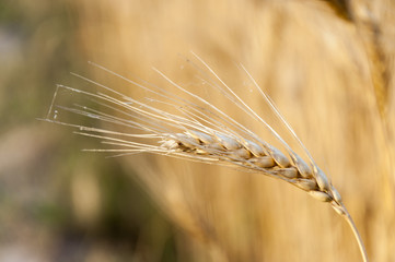 A spike of the golden wheat crop