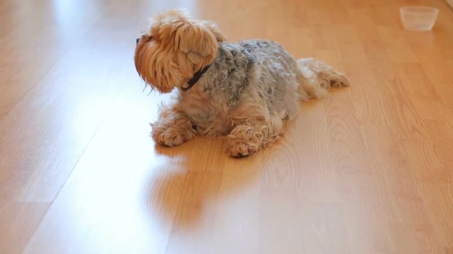 Yorkshire terrier resting on floor