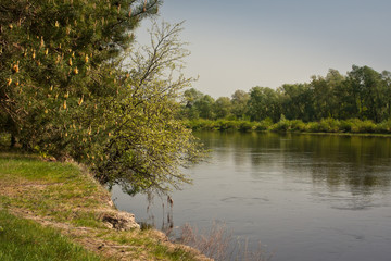 Fototapeta na wymiar Rzeka Bug