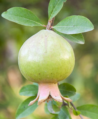A fresh and organic pomegranate fruit on the tree 