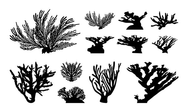 Set of Abstract Coral silhouette vector illustration