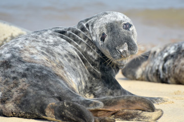 Grey seal on Horsey Beach, Norfolk