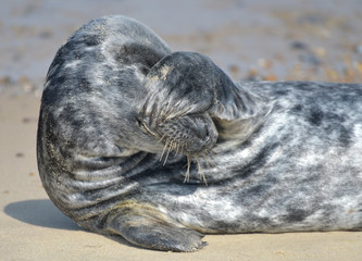 Grey seal on Horsey Beach, Norfolk