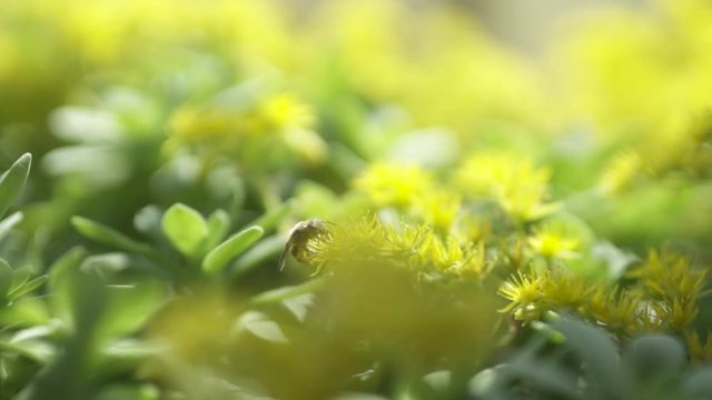 Slow Motion Bee