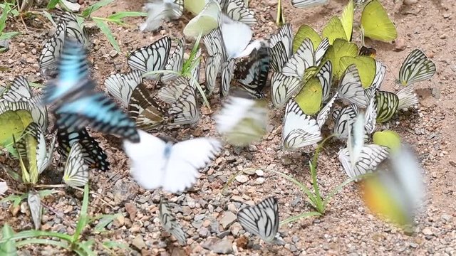 Multi-color of butterfly species eating Salt licks on ground at Ban Krang Camp, Kaeng Krachan National Park, Phetchaburi, Thailand