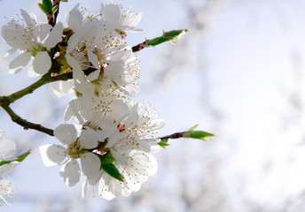 cherry blossom branch