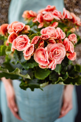 begonia in the pot