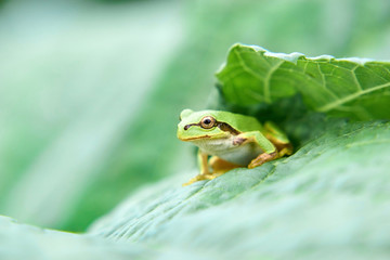 アマガエル