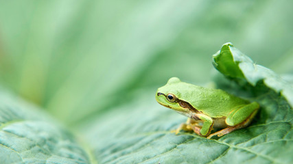 日本のアマガエル